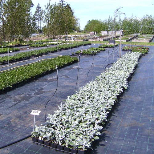 Marktäckväv 0,50 x 100 m