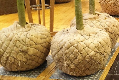 Plantkorg 45 cm  Nr 1