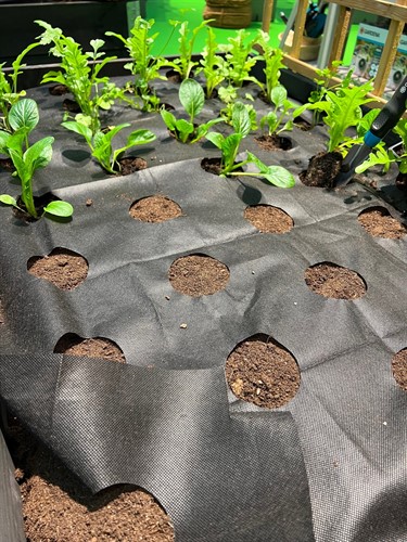 Hålad odlingsduk pallkrage (30/krt)